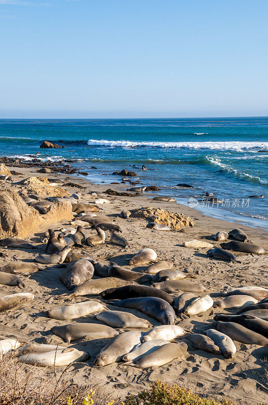 北部象海豹(Mirounga angustirostris)在加利福尼亚海岸晒太阳